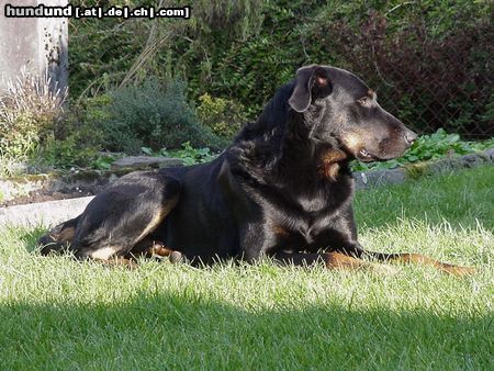 Beauceron Toller Tip und sehr guter Kumpel!