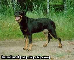 Beauceron INT&FIN&N CH Punasukan Hester has grandkids