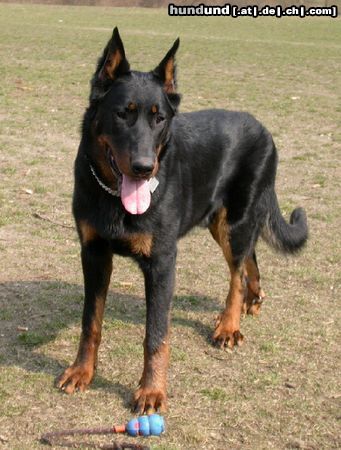 Beauceron Tyros de Lusan 8 Monate