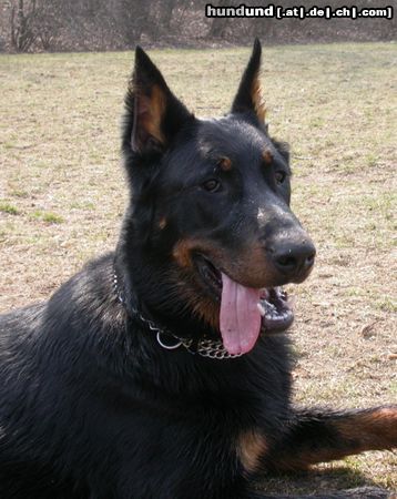 Beauceron Tyros de Lusan 8 Monate