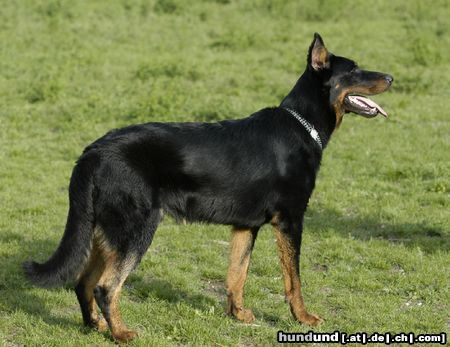 Beauceron tyros de lusan 10 Monate