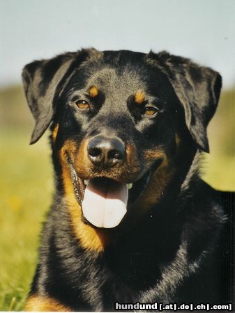 Beauceron