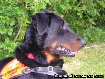 Beauceron Aias du Bois Tourbeux