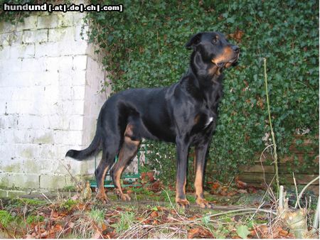 Beauceron 'Barrusch' Akim aus dem Düppel