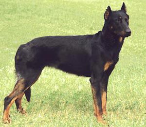 Beauceron