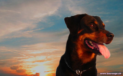 Beauceron romantisches Bild