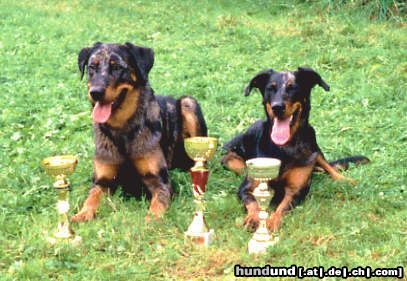 Beauceron Wurfgeschwister 