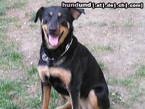 Beauceron Cindy