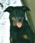 Beauceron Der 