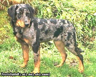 Beauceron Delos-Blue le Bijou noir de la Montagne