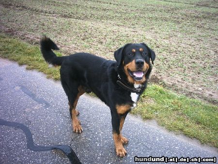 Beauceron