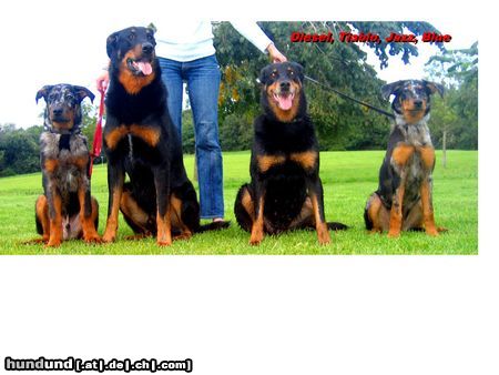 Beauceron diesel tiablo jazz blue