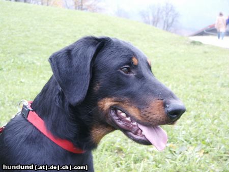 Beauceron Espoir le Bijou noir de la Montagne 10 monate alt