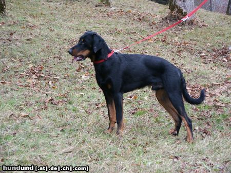 Beauceron Espoir le Bijou noir de la Montagne 10 monate alt