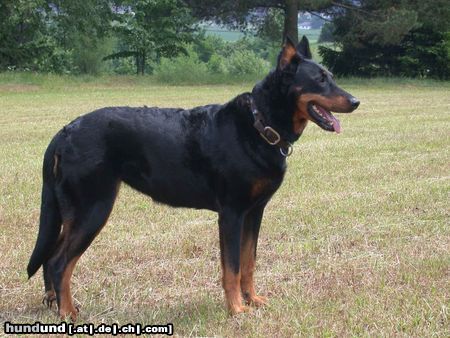 Beauceron