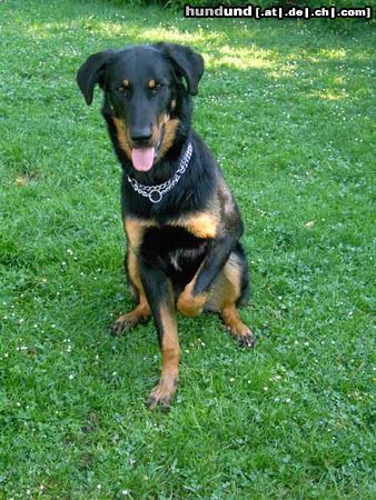 Beauceron Beauceron-Hündin Etoile  mit 8 Monaten