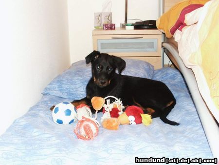 Beauceron Luna mit 3 Monate