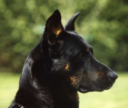 Beauceron Caliph des Loups de St-Ignace