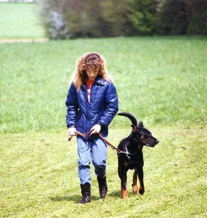 Beauceron Caliph und Babs in der Hundeschule