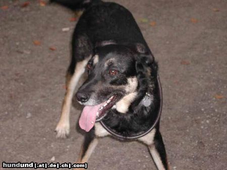 Beauceron Ich bin charly und Chamigon