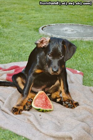 Beauceron Vasco des sources de Louksor