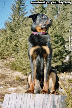 Beauceron Vasco des sources de Louksor