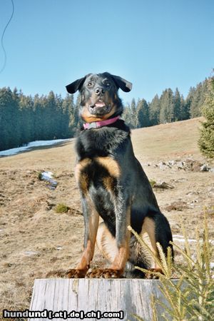 Beauceron Vasco des sources de Louksor