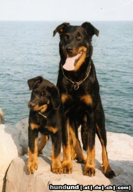 Beauceron Das ist 