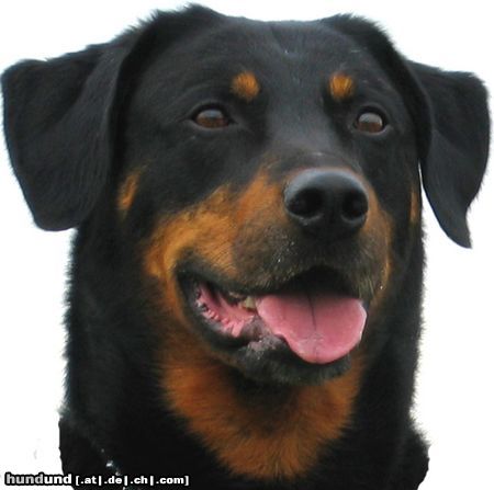 Beauceron Blick in die Ferne