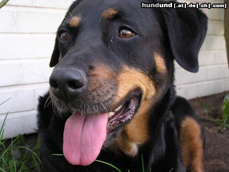 Beauceron Lissy 7 Jahre unter 