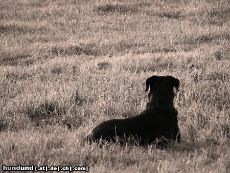 Beauceron Lissy 7 Jahre auf 