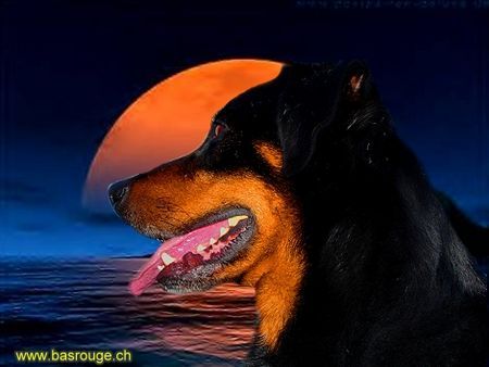 Beauceron romantisches Bild