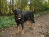 Beauceron Hund