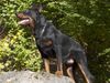 Beauceron Hund