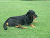 Beauceron Hund