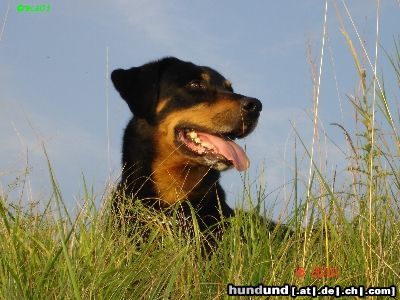 Beauceron