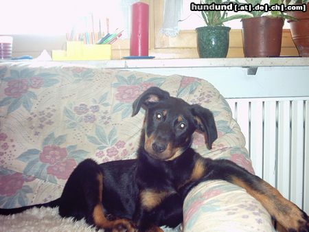 Beauceron estrelle le bijou noir de la montagne