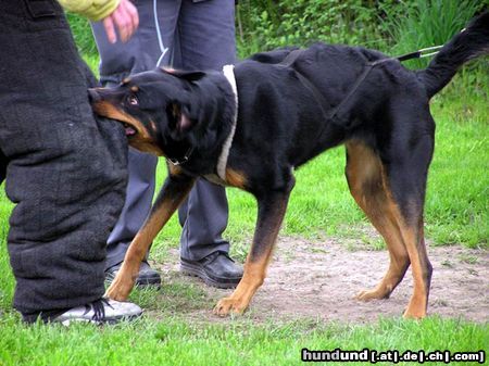 Beauceron Griffarbeiten