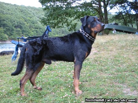 Beauceron arthy, geb.15-03-98