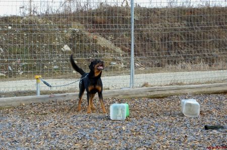 Beauceron Der Schutzdienst beginnt