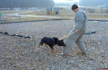 Beauceron Schutzdienst 