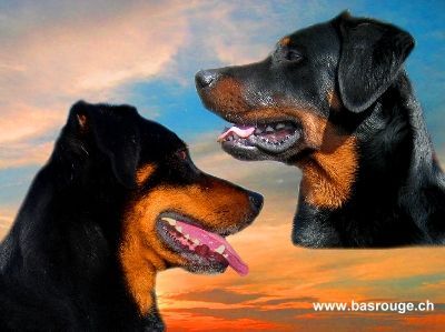 Beauceron Vater und Sohn