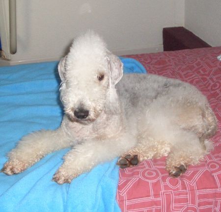 Bedlington-Terrier Va Bene im Bett