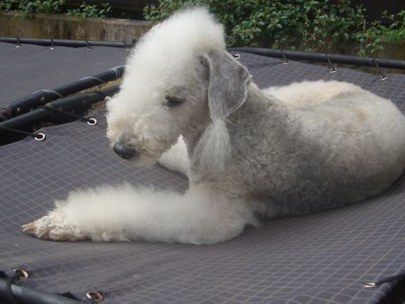 Bedlington-Terrier Sommer