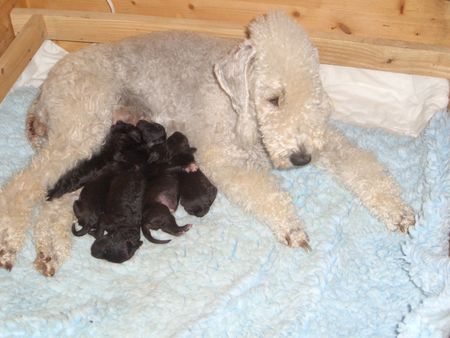 Bedlington-Terrier Sweet Curly Sue vom Orkelsfelsen