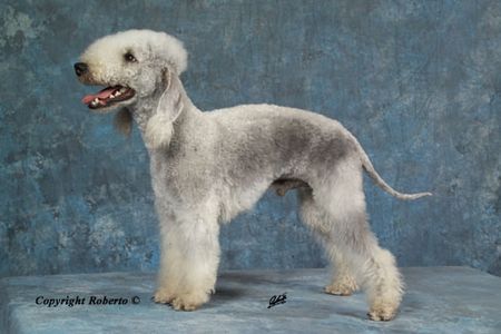 Bedlington-Terrier Tingol Blue Eskalibul Bedlingtonzucht vom Orkelsfelsen