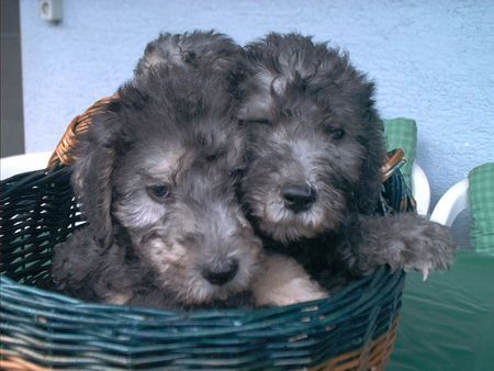 Bedlington-Terrier Welpen 7 Wochen alt