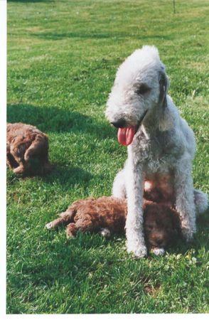 Bedlington-Terrier Olympia vom Orkelsfelsen mit ihren Welpen