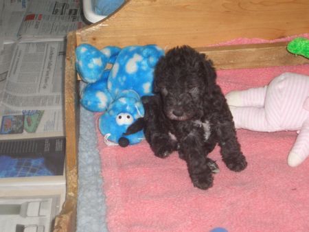 Bedlington-Terrier Welpenspiel