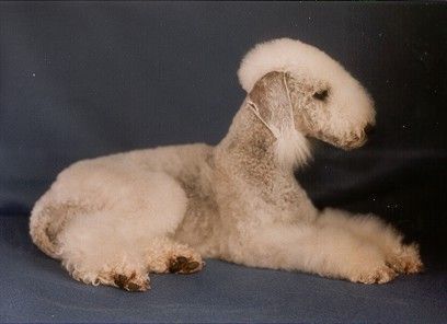 Bedlington-Terrier Sweet Curly Sue vom Orkelsfelsen